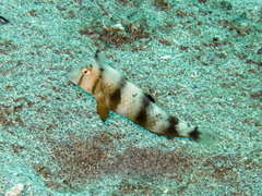 Iniistius aneitensis