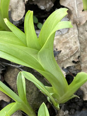Hemerocallis fulva