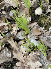 Hemerocallis fulva