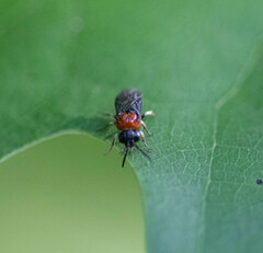 Eutomostethus ephippium