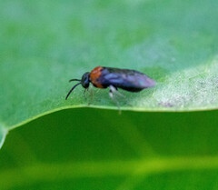 Eutomostethus ephippium