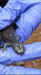 Ambystoma jeffersonianum