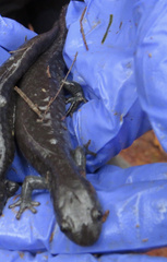 Ambystoma jeffersonianum