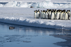 Aptenodytes forsteri