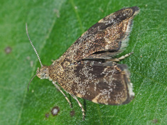 Anthophila fabriciana