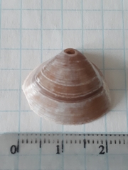 Spisula subtruncata
