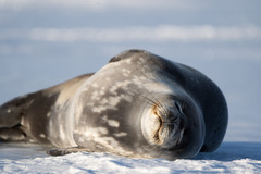 Leptonychotes weddellii