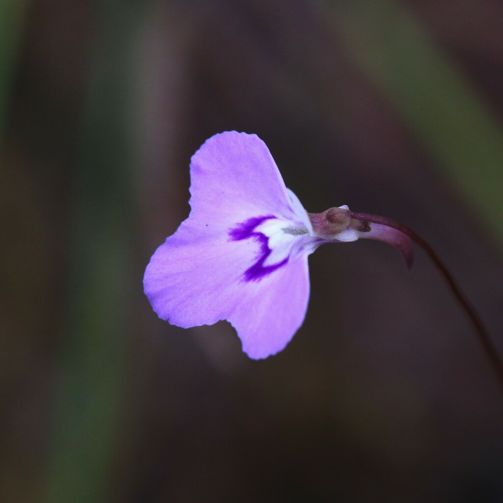 Utricularia leptorhyncha