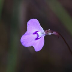 Utricularia leptorhyncha