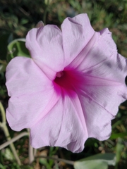 Ipomoea hieronymi