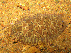 Liachirus melanospilos