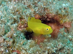 Lubricogobius exiguus