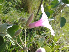 Ipomoea hieronymi