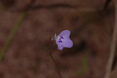 Utricularia leptorhyncha