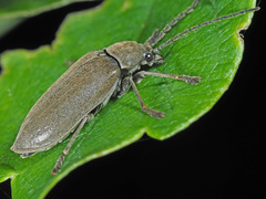 Dascillus cervinus