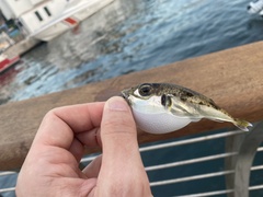 Lagocephalus sceleratus