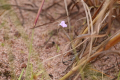 Utricularia leptorhyncha