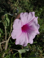Ipomoea hieronymi