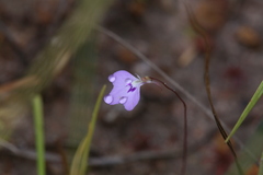 Utricularia leptorhyncha
