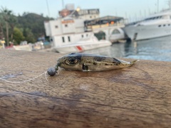 Lagocephalus sceleratus