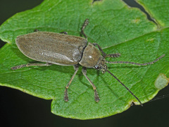 Dascillus cervinus
