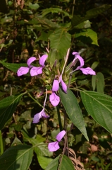 Justiciinae