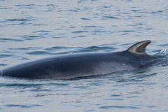 Balaenoptera bonaerensis