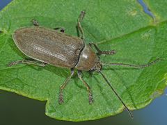 Dascillus cervinus