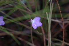 Utricularia leptorhyncha