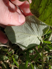 Ipomoea hieronymi