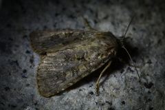 Anarta trifolii