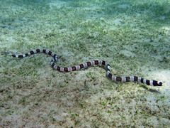 Myrichthys colubrinus