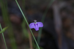 Utricularia leptorhyncha