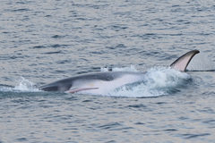 Balaenoptera bonaerensis