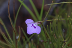 Utricularia leptorhyncha