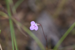 Utricularia leptorhyncha