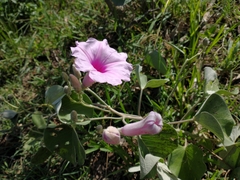 Ipomoea hieronymi