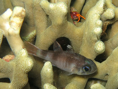 Nectamia fusca