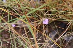 Utricularia leptorhyncha