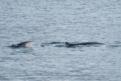 Balaenoptera bonaerensis