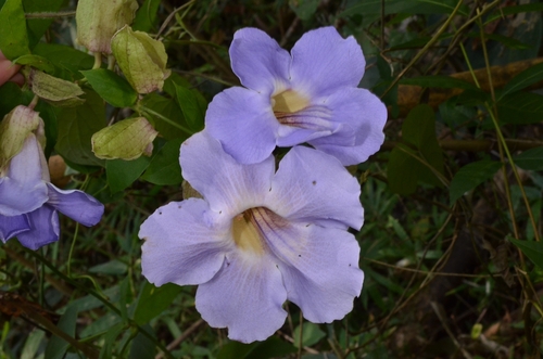 Thunbergia laurifolia