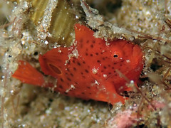Nudiantennarius subteres