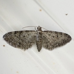 Eupithecia jejunata
