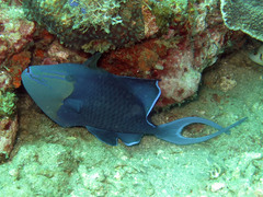 Odonus niger