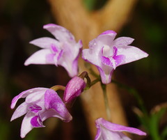 Dendrobium kingianum