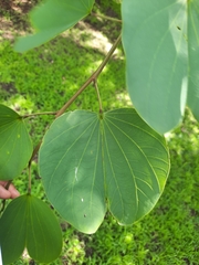Bauhinia galpinii