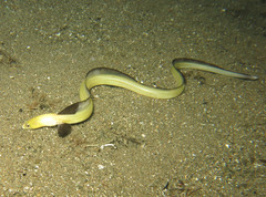 Ophichthus altipennis