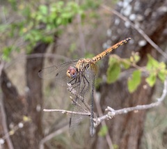Trithemis werneri