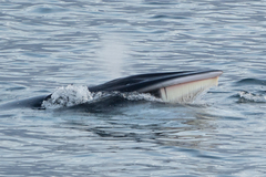 Balaenoptera bonaerensis