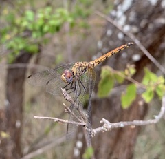 Trithemis werneri